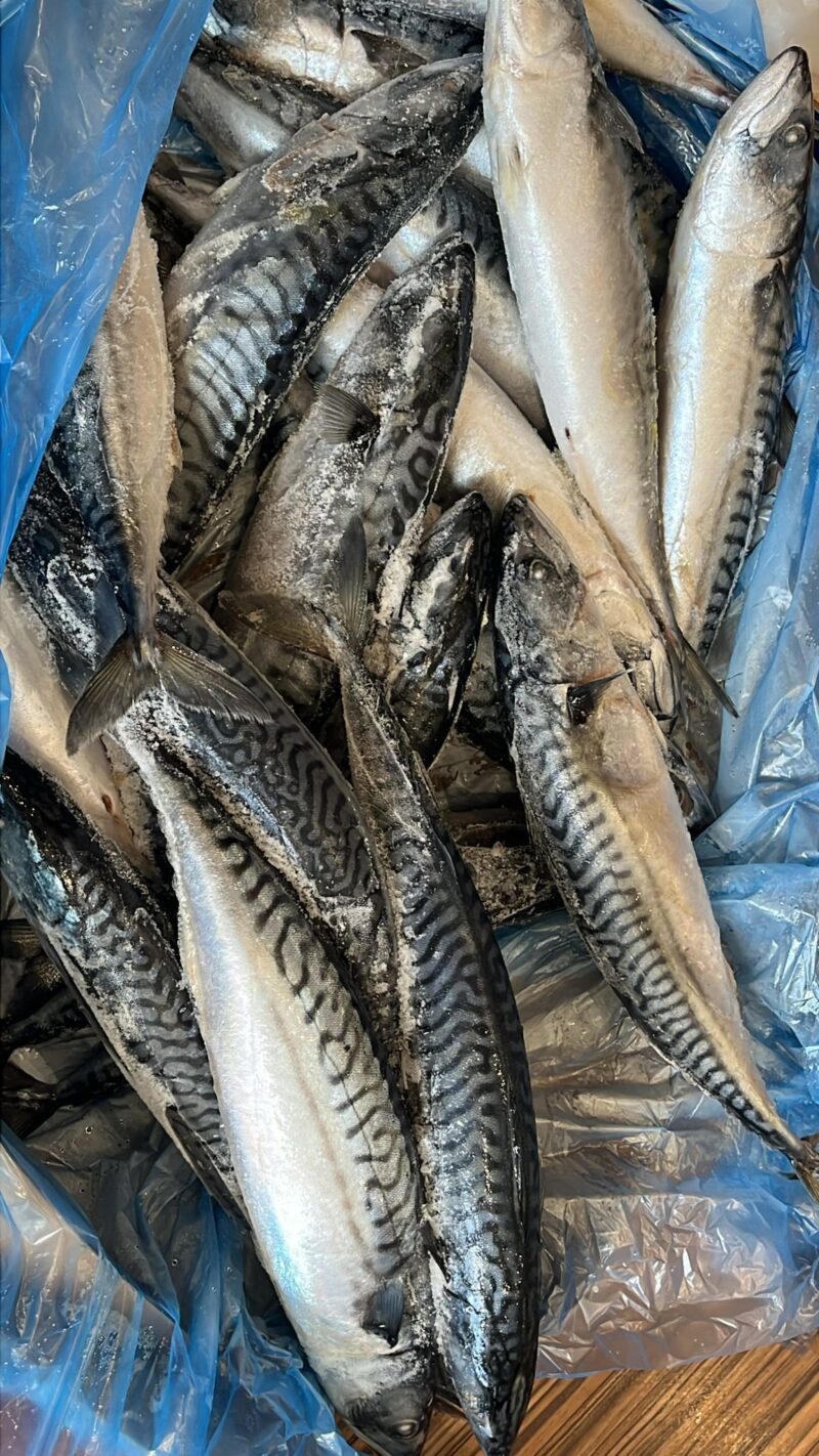 Mackerel Fish