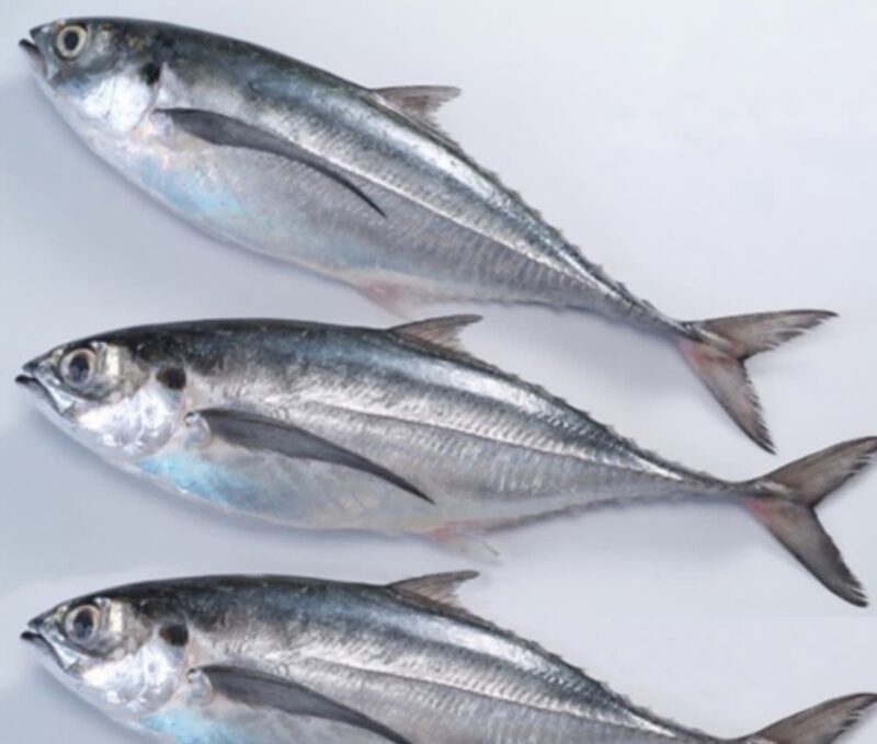 Horse Mackerel (Kote)