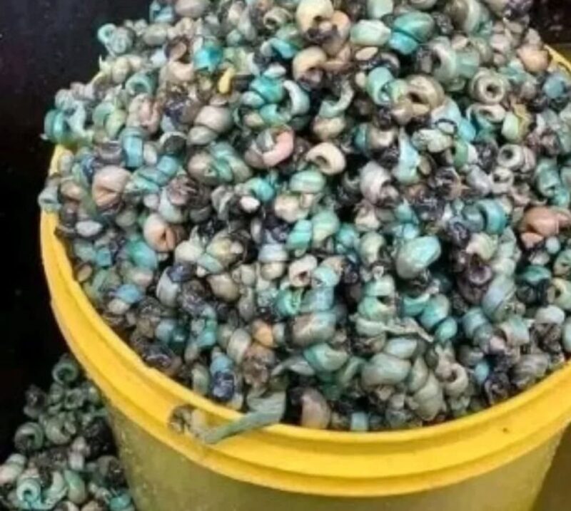 Fresh Periwinkle 100g