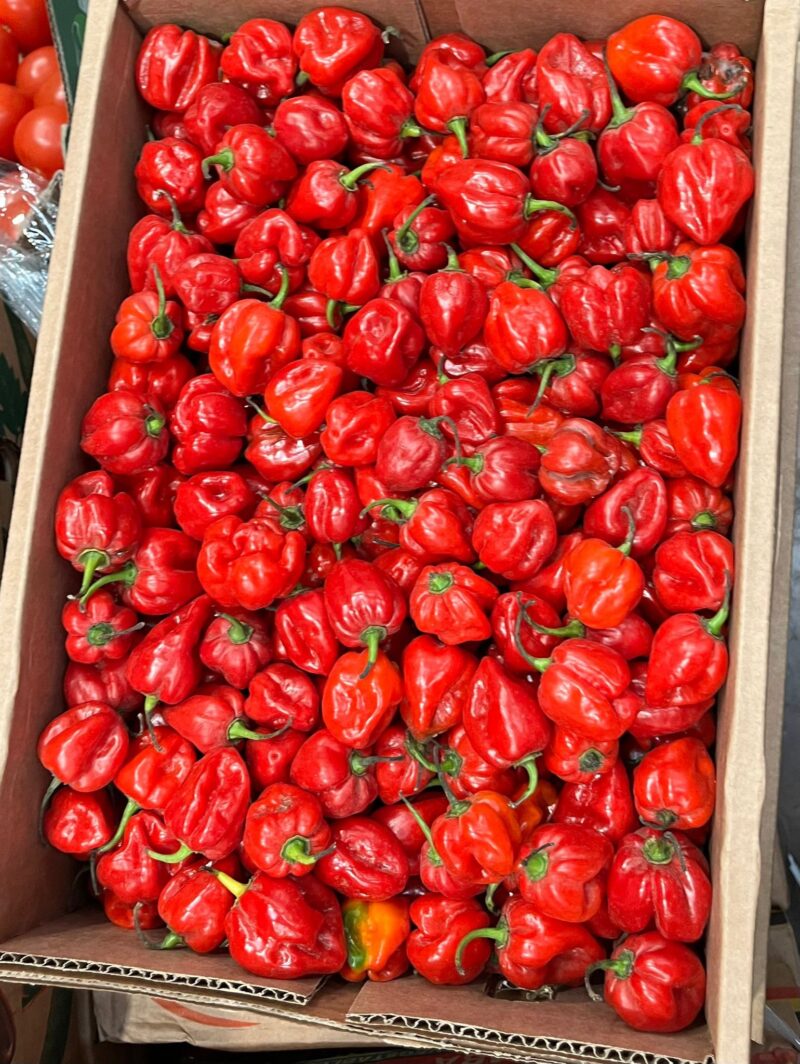 Scotch bonnet