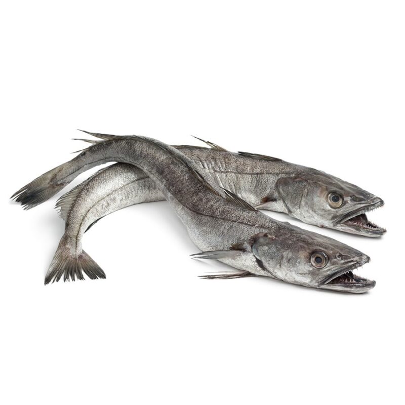 Hake fish